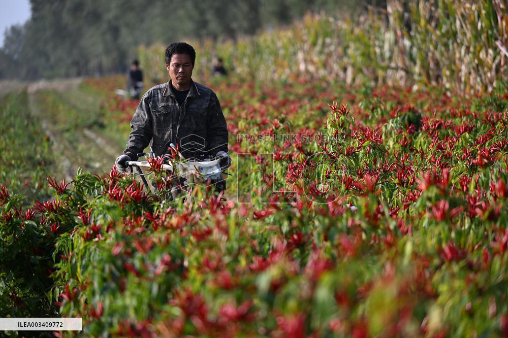 Chili Pepper Harvest in Shenyang