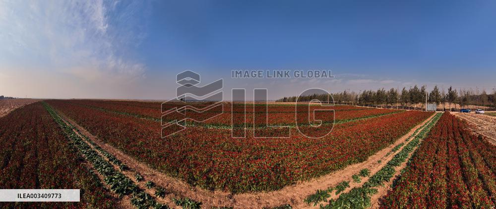 Chili Pepper Harvest in Shenyang