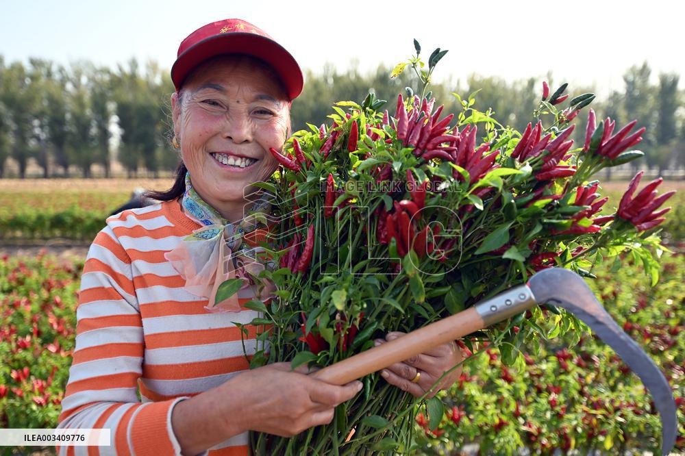 Chili Pepper Harvest in Shenyang
