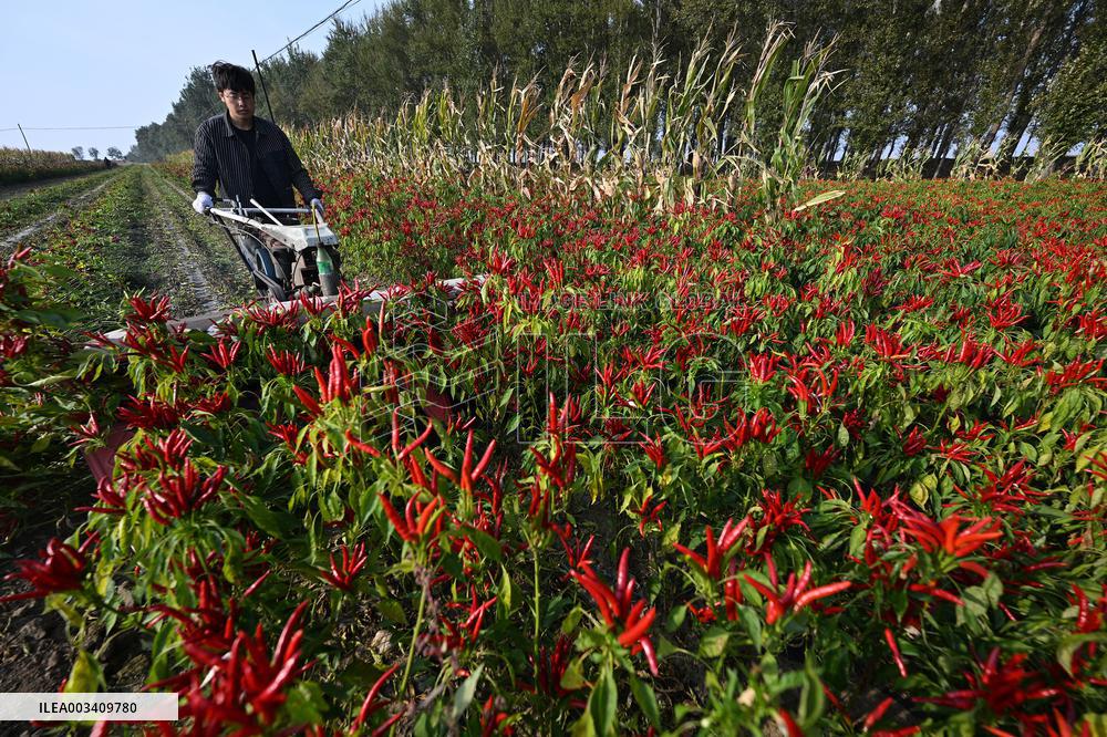Chili Pepper Harvest in Shenyang