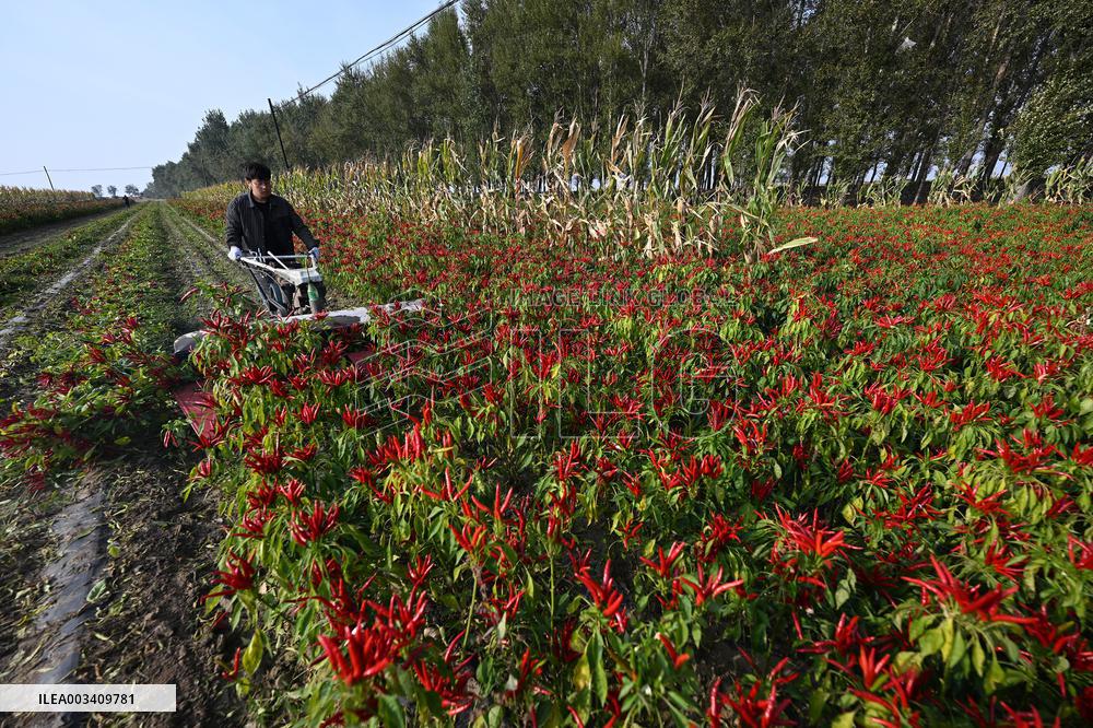 Chili Pepper Harvest in Shenyang