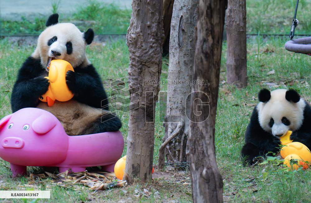 Giant Panda Play at Chongqing Zoo