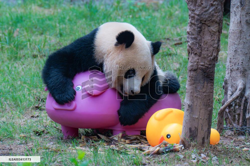 Giant Panda Play at Chongqing Zoo