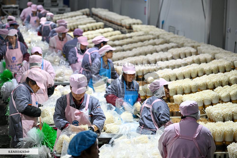 Golden Mushroom Production in Suqian
