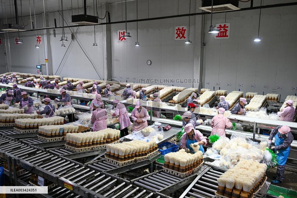 Golden Mushroom Production in Suqian