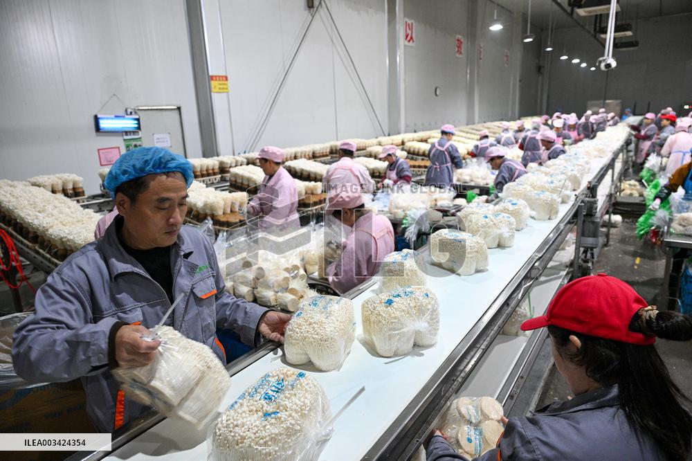 Golden Mushroom Production in Suqian