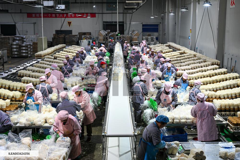 Golden Mushroom Production in Suqian
