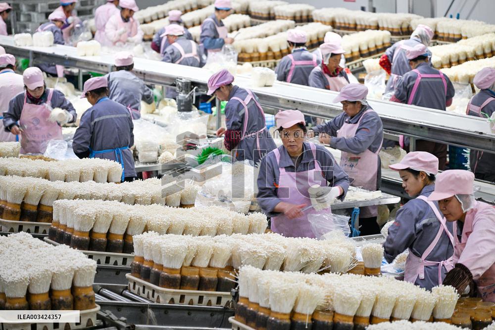 Golden Mushroom Production in Suqian