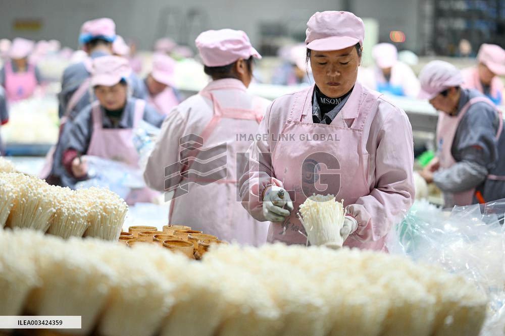 Golden Mushroom Production in Suqian