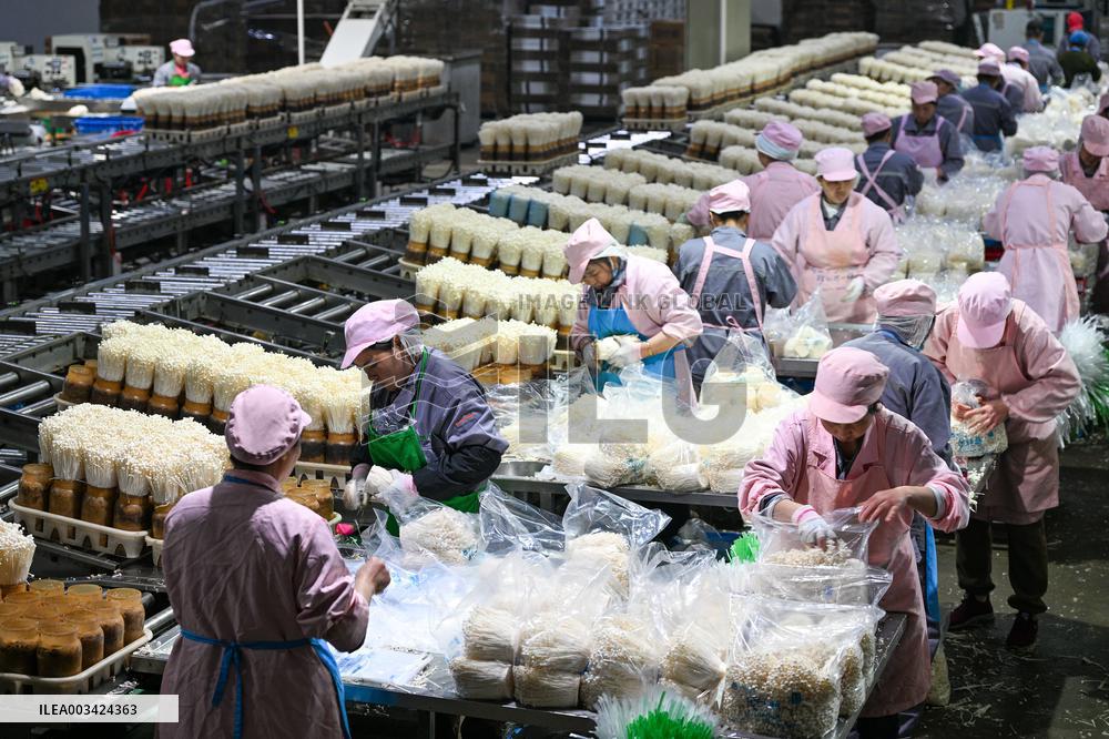 Golden Mushroom Production in Suqian