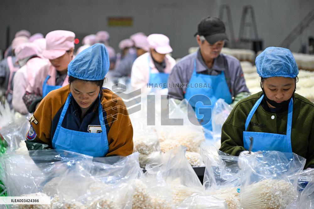 Golden Mushroom Production in Suqian