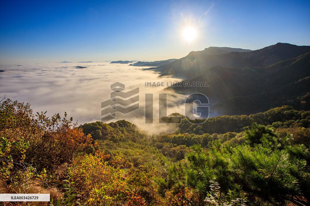 Maple Leaves in Full Bloom in Dandong