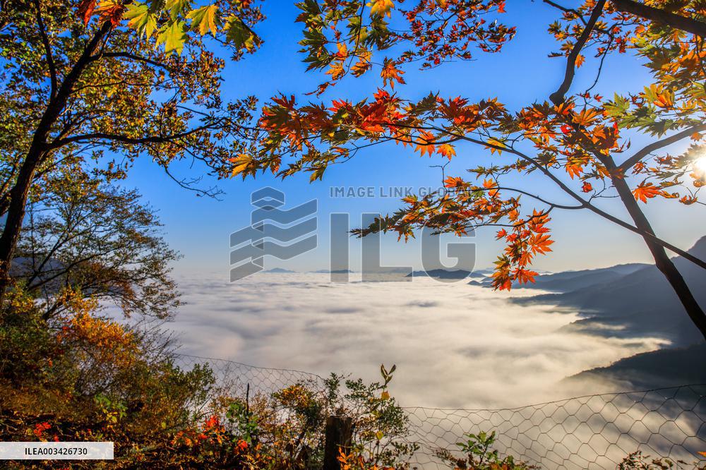 Maple Leaves in Full Bloom in Dandong