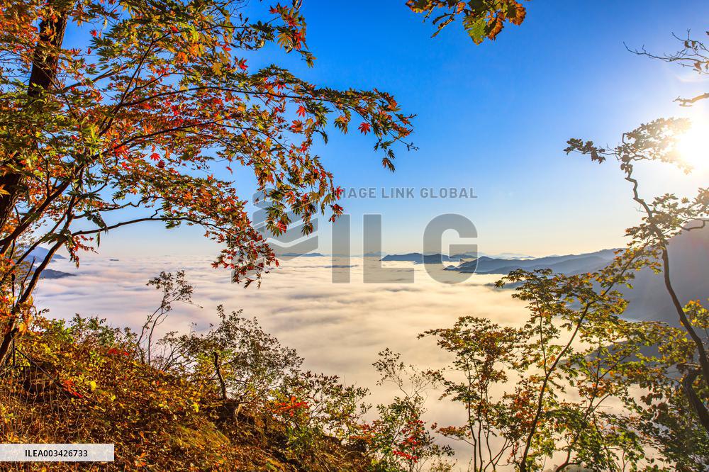 Maple Leaves in Full Bloom in Dandong