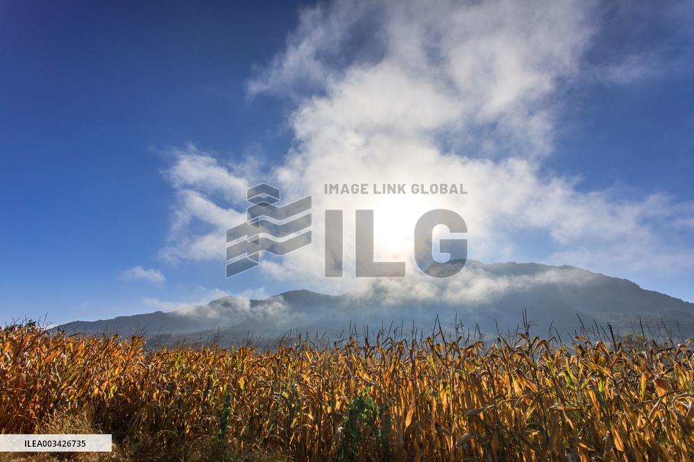 Maple Leaves in Full Bloom in Dandong