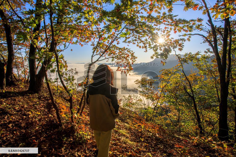 Maple Leaves in Full Bloom in Dandong