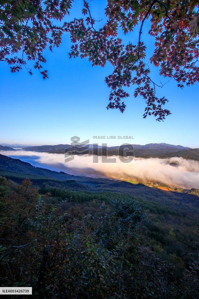 Maple Leaves in Full Bloom in Dandong