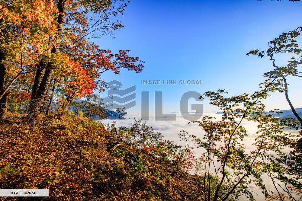 Maple Leaves in Full Bloom in Dandong
