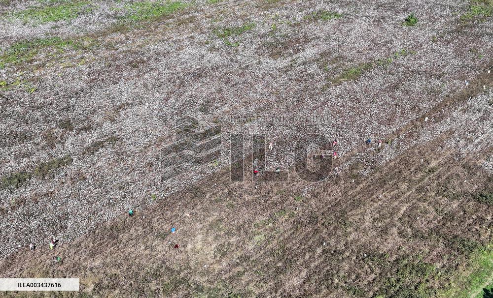 Cotton Harvest in Binzhou