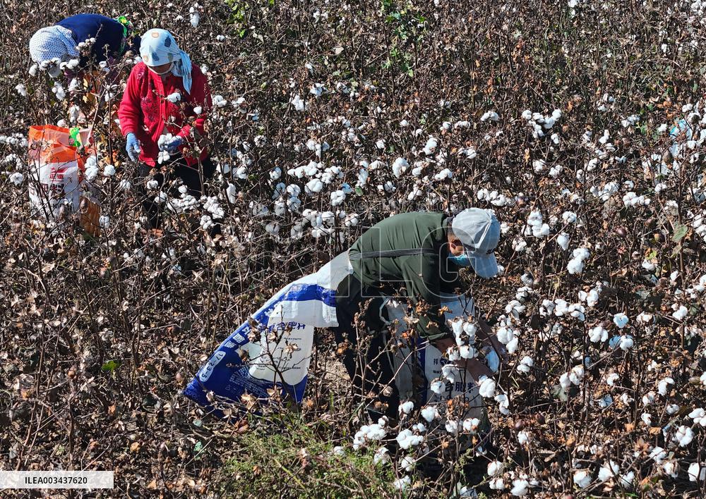 Cotton Harvest in Binzhou
