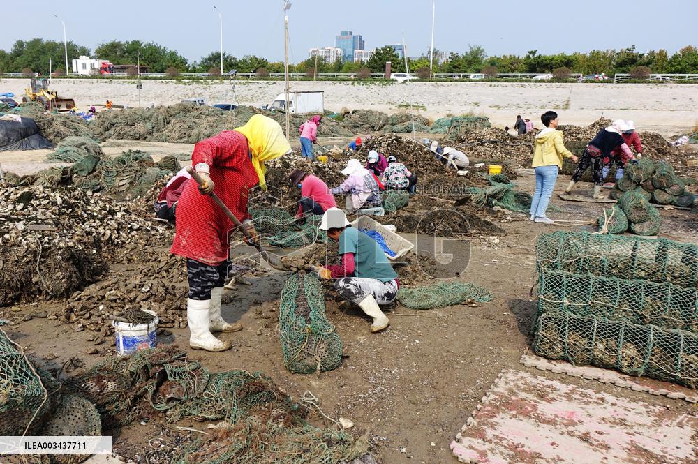Oyster Harvest in Qingdao