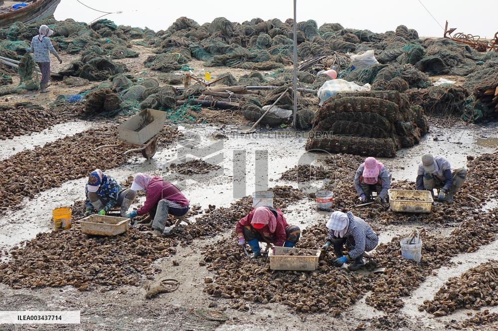 Oyster Harvest in Qingdao