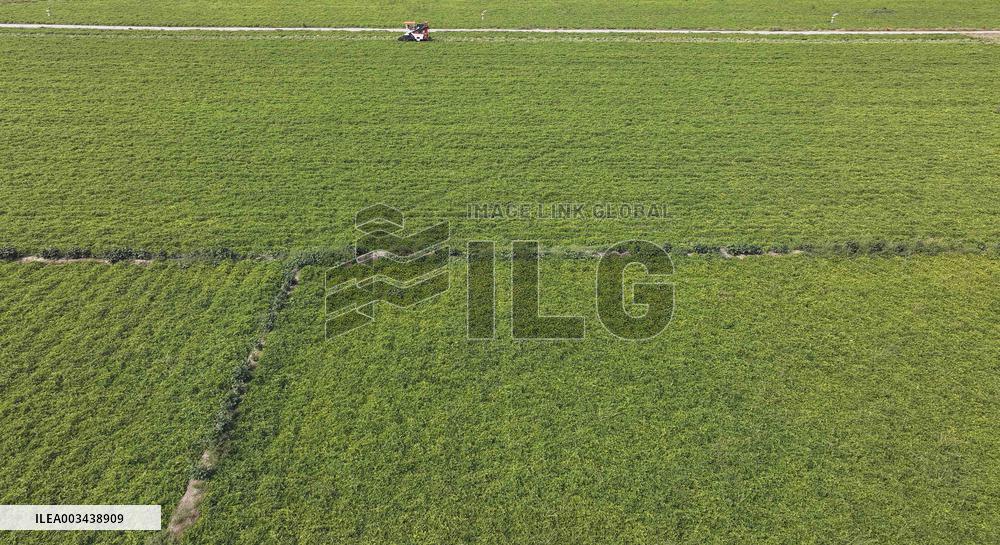 Peanut Harvest in Huai'an