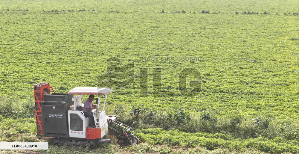 Peanut Harvest in Huai'an