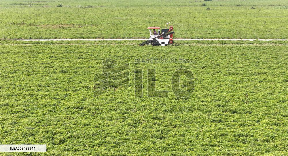 Peanut Harvest in Huai'an
