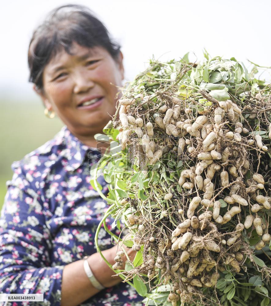 Peanut Harvest in Huai'an