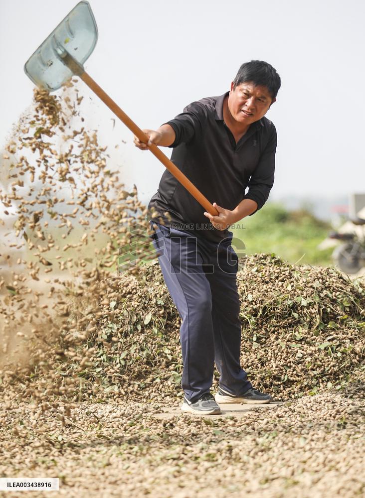 Peanut Harvest in Huai'an
