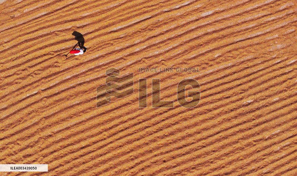 Aerial View Fields Harvest - China