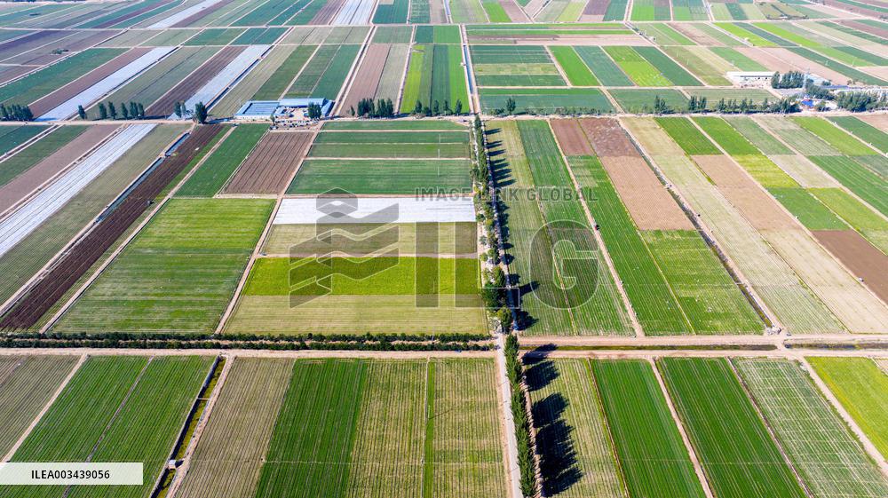 Aerial View Fields Harvest - China