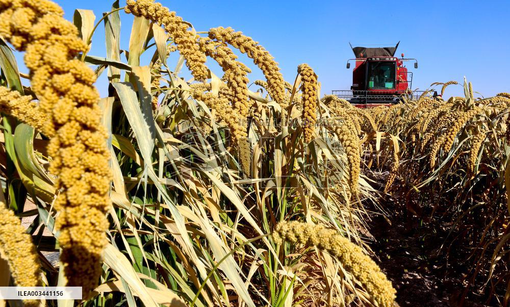 A Millet Planting Base in Zhangye
