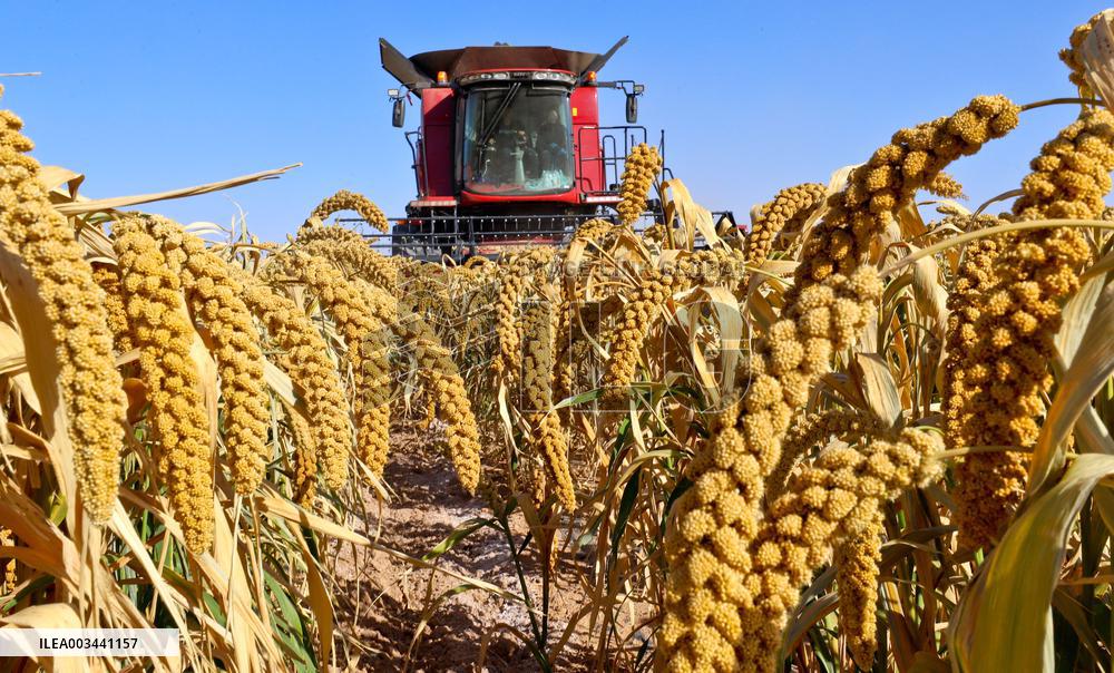 A Millet Planting Base in Zhangye