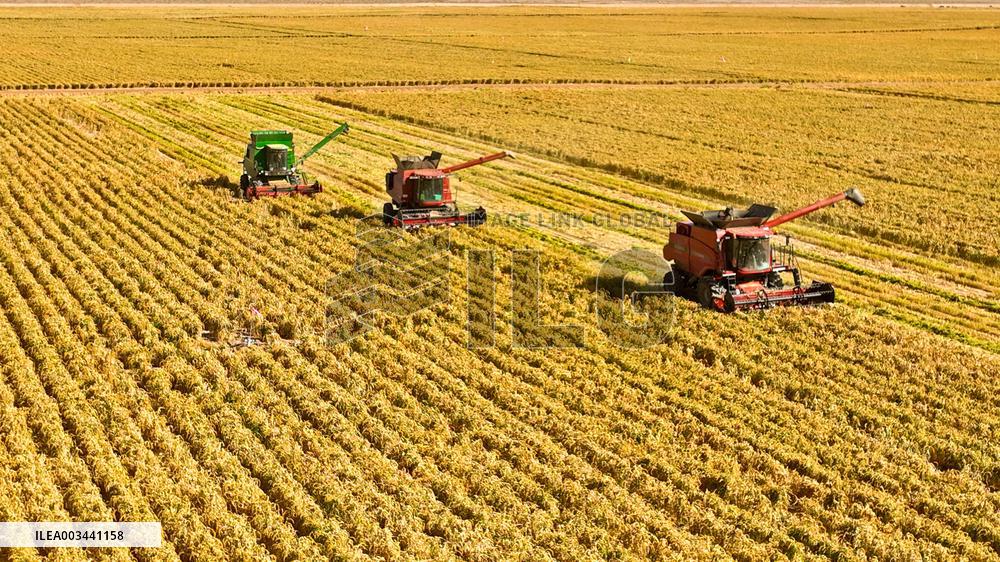 A Millet Planting Base in Zhangye