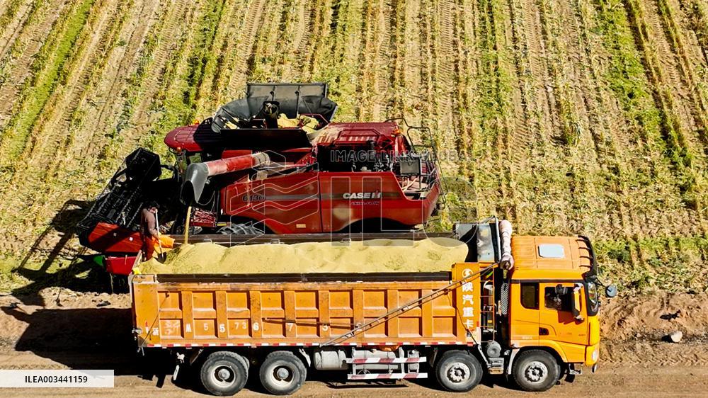 A Millet Planting Base in Zhangye