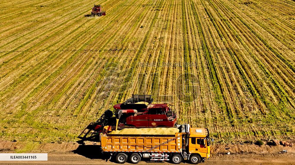 A Millet Planting Base in Zhangye