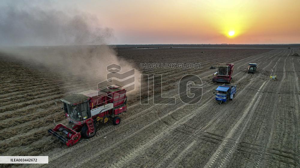 Peanuts Harvest in Yongji