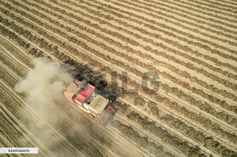 Peanuts Harvest in Yongji