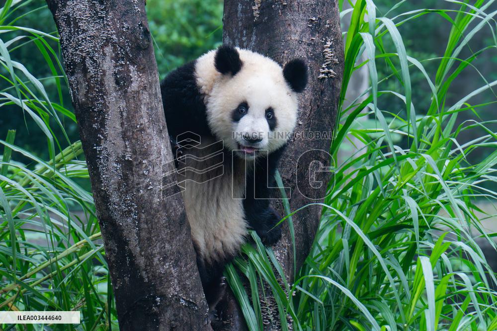 Giant Pandas Play at Chongqing Zoo