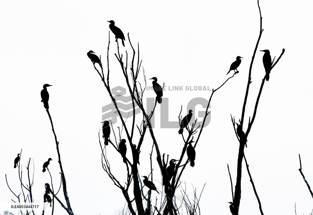 Qiachuan Wetland in The Yellow River in Weinan