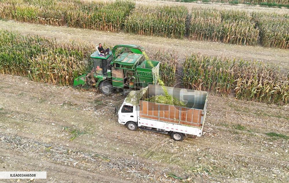 Corn Harvest in Binzhou