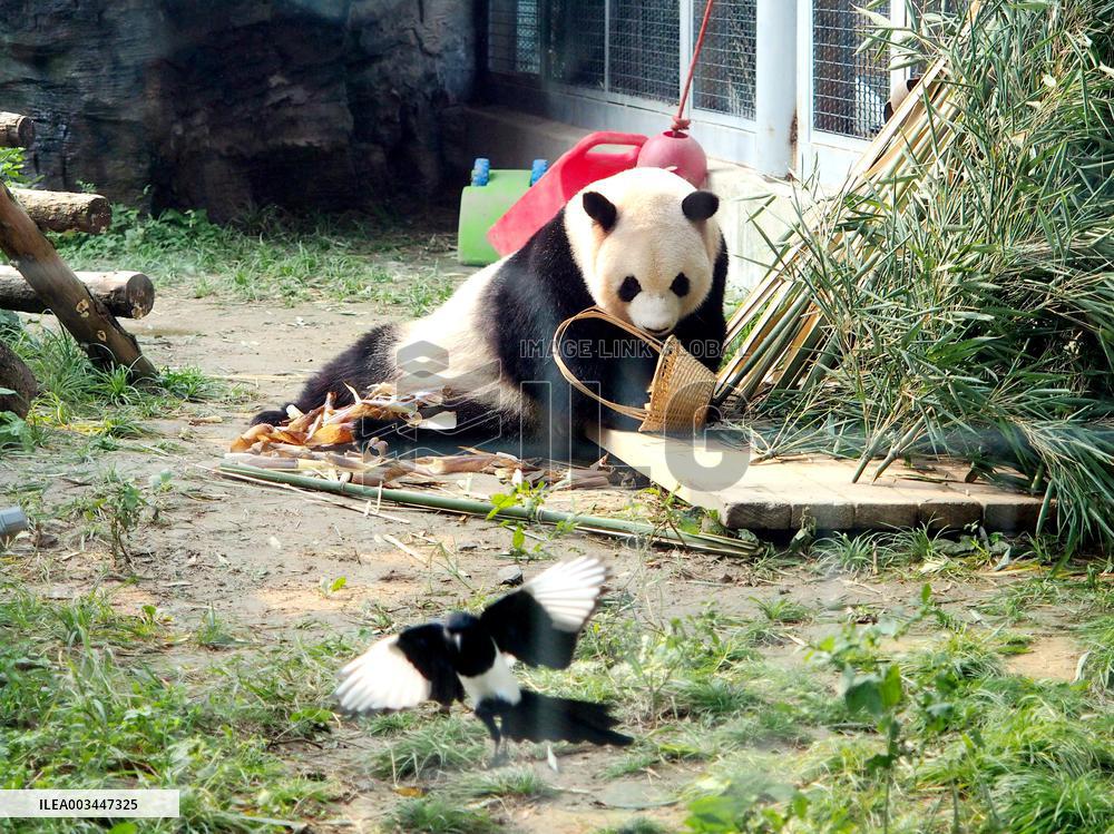 Beijing Zoo Giant Panda