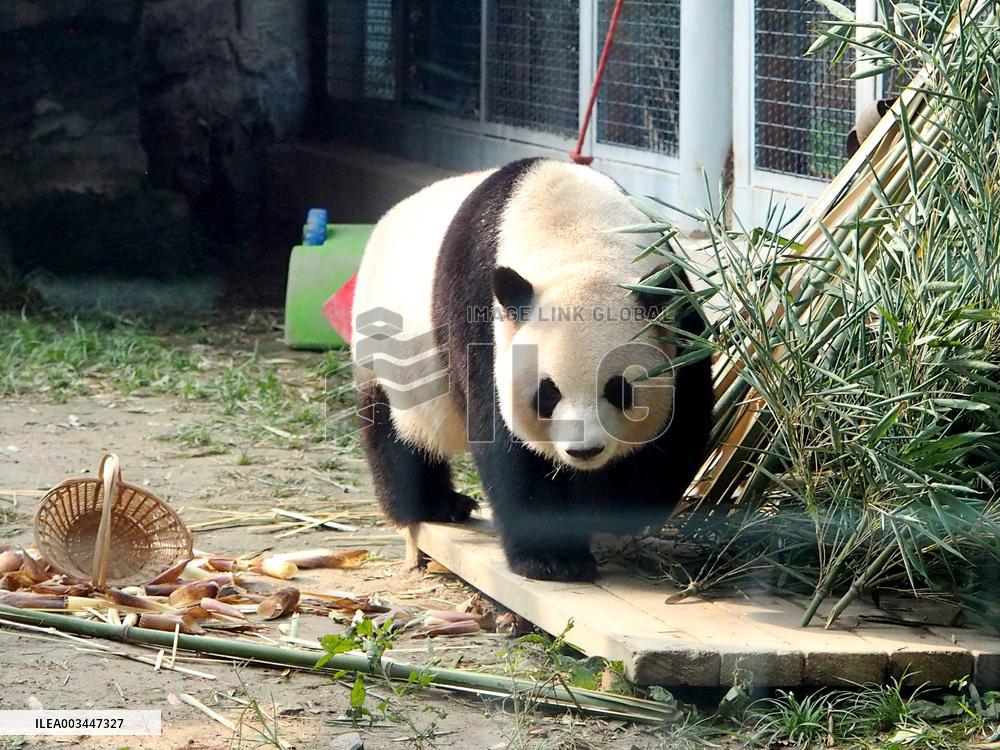 Beijing Zoo Giant Panda