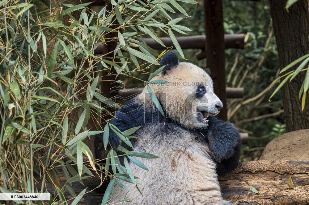 China Giant Panda Wild Population Grows