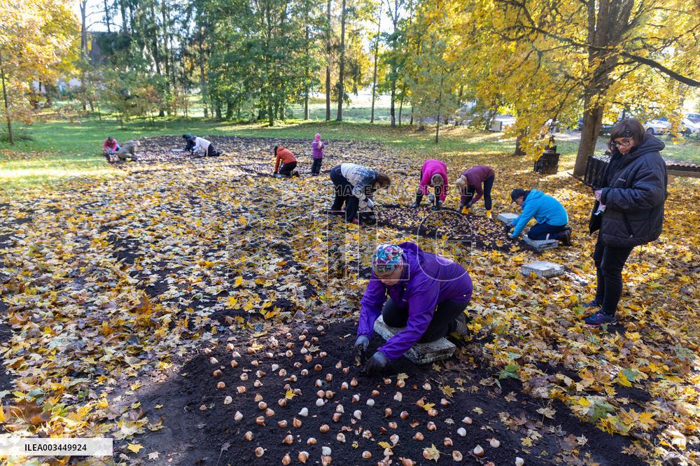 Planting tulip bulbs