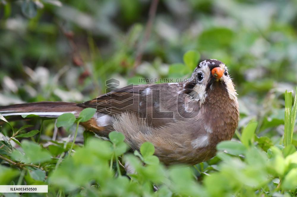 White-browed Laughingthrush