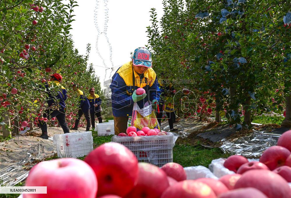 Apples Harvest in Weinan