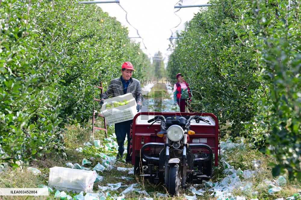 Apples Harvest in Weinan